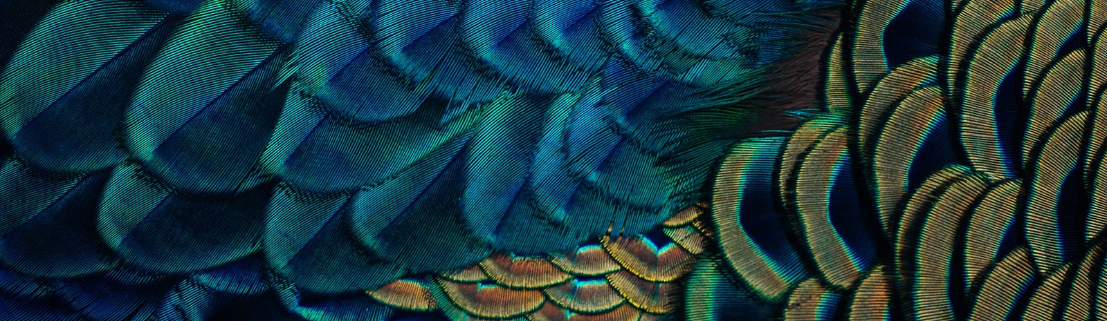 Detail image of a peacock's feathers